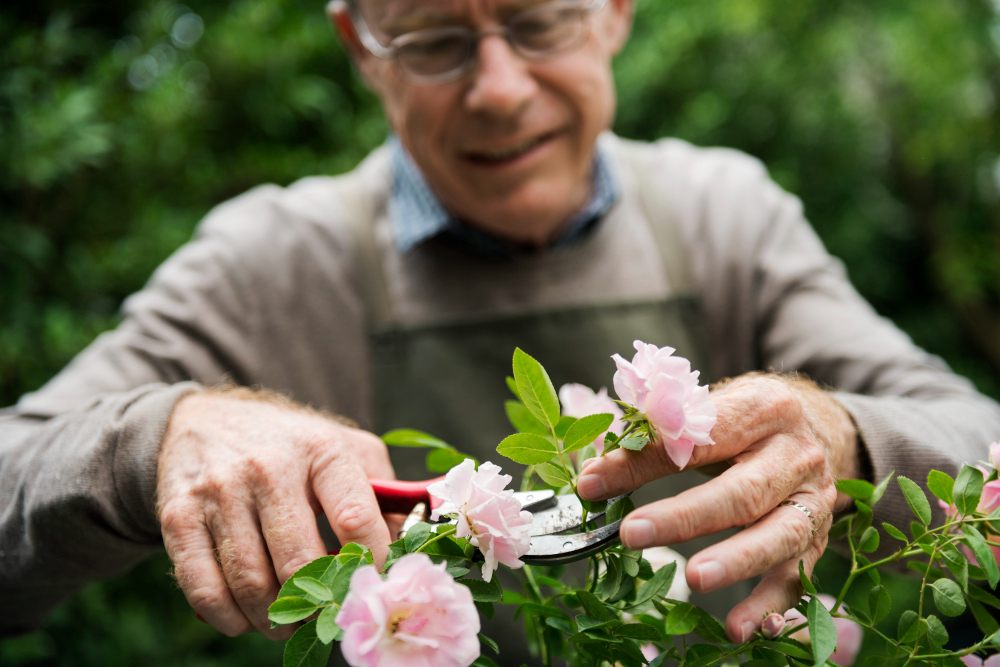 Actividades de primavera para personas mayores