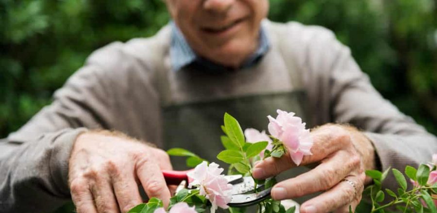 Actividades de primavera para personas mayores